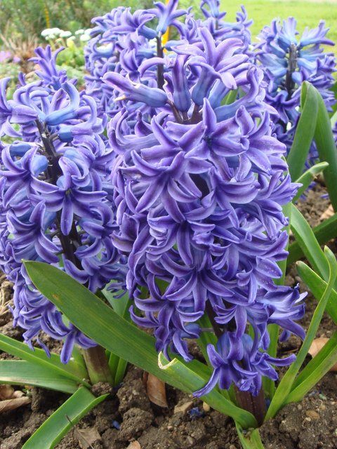 Hyacinthus orientalis 'Bismark'